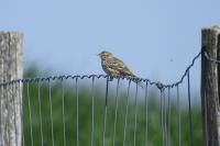 Anthus pratensis