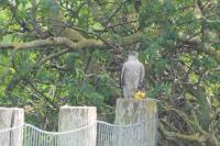 Accipiter nisus