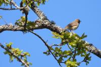 Anthus trivialis
