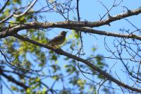 Anthus trivialis