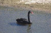 Cygnus atratus