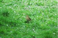 Turdus philomelos