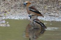 Coccothraustes coccothraustes