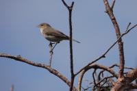 Phylloscopus trochilus