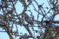 Turdus viscivorus