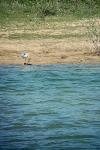 Ardea cinerea