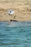 Ardea cinerea