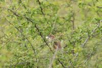 Cisticola juncidis