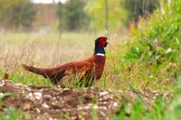 Phasianus colchicus