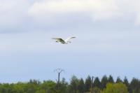 Ardea alba
