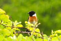 Saxicola rubicola