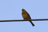 Emberiza citrinella