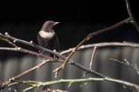 Turdus torquatus