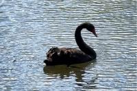 Cygnus atratus