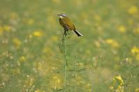 Motacilla flava