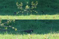 Turdus torquatus