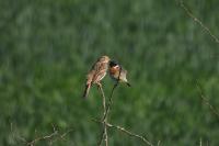 Emberiza calandra