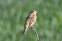 Emberiza calandra