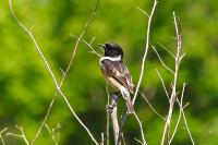 Saxicola rubicola