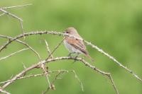 Lanius collurio