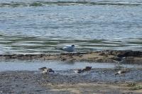 Calidris alpina