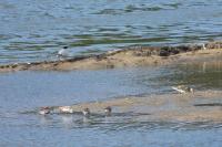 Calidris pugnax