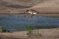 Branta canadensis