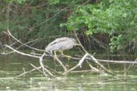 Nycticorax nycticorax