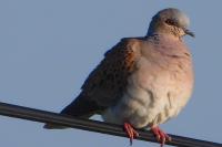Streptopelia turtur
