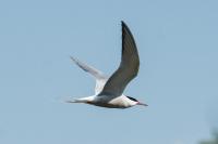 Sterna hirundo