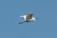 Egretta garzetta