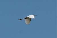 Egretta garzetta