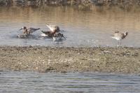 Calidris ferruginea