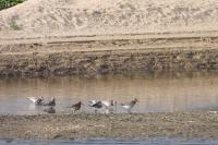 Calidris ferruginea