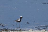 Pluvialis squatarola
