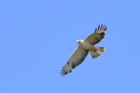 Buteo buteo