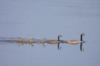 Branta canadensis