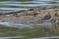 Calidris temminckii