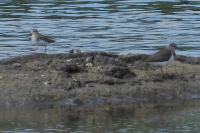 Calidris temminckii