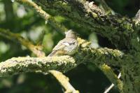 Fringilla coelebs