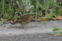 Erithacus rubecula