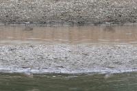 Calidris temminckii