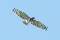 Circaetus gallicus