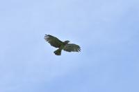 Circaetus gallicus
