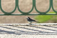 Motacilla alba