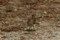 Phylloscopus bonelli