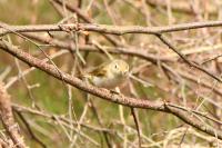 Phylloscopus bonelli