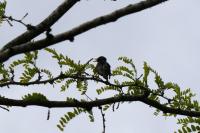 Sturnus vulgaris