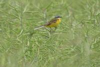 Motacilla flava