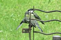 Parus major